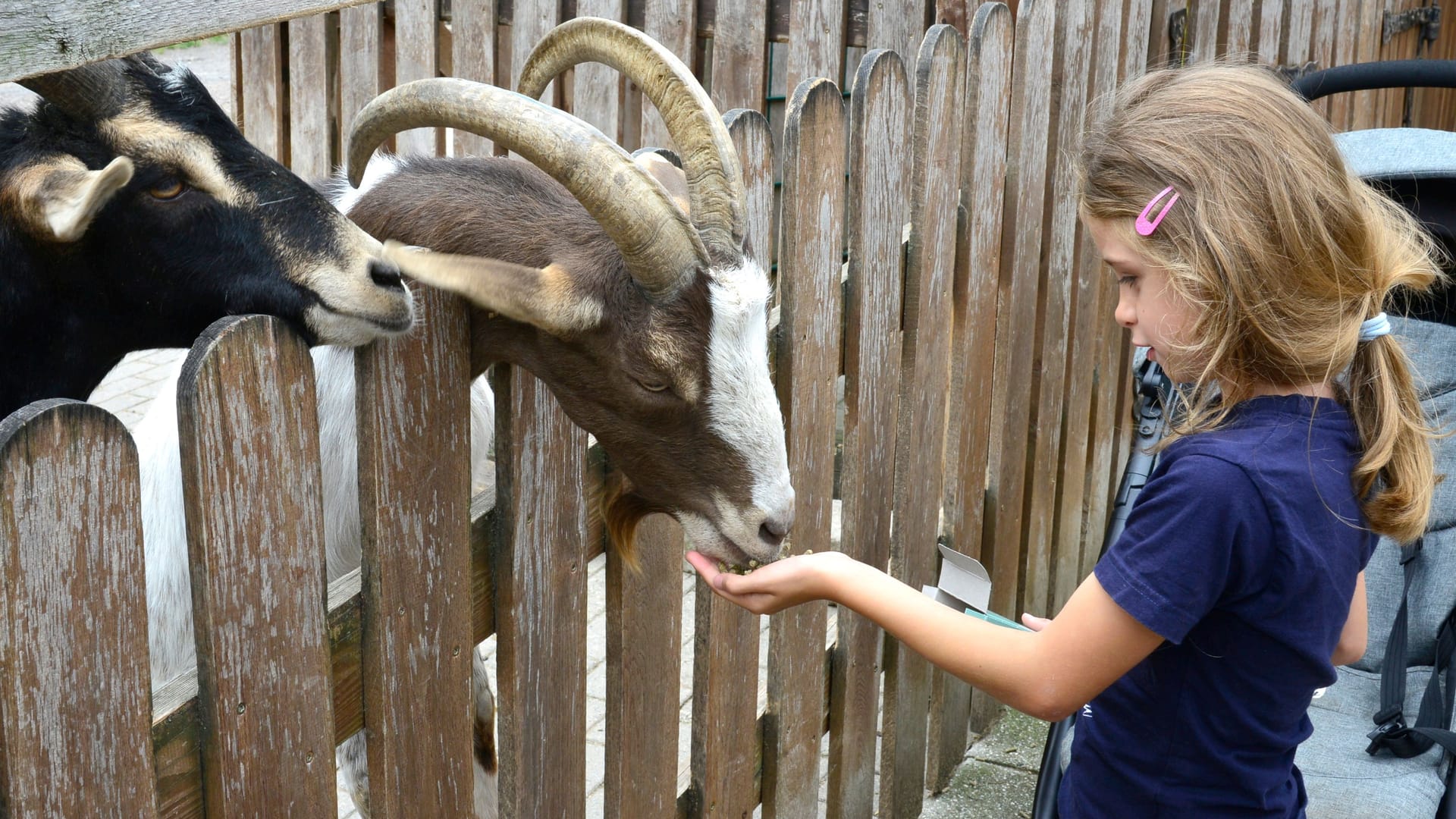 Streichelzoo auf dem Hohenstein in Witten