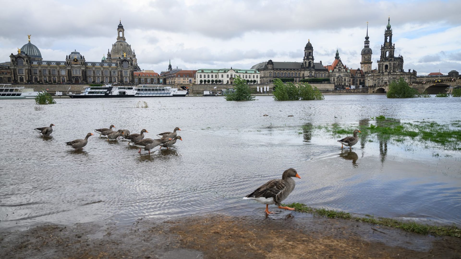 Erste Flächen des Elbufers sind auf der Neustädter Seite sind überflutet: