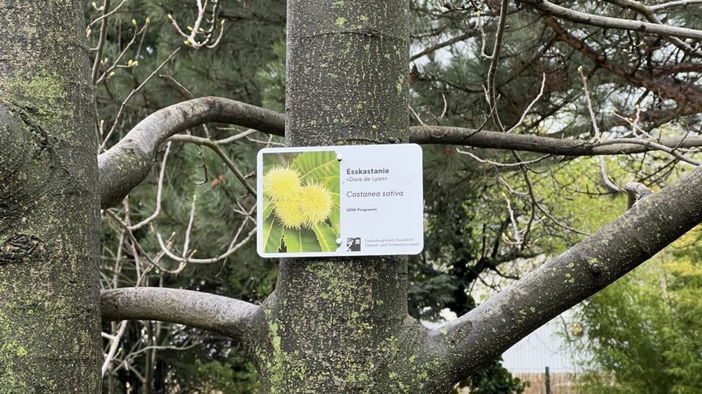 Mit einer Führung durch den phänologischen Garten wird die "Woche der Klimaanpassung" eröffnet.