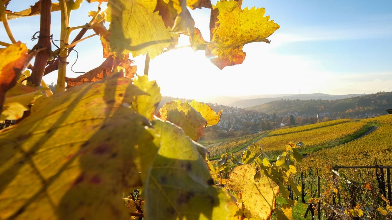 Herbstsonne bei Stuttgart