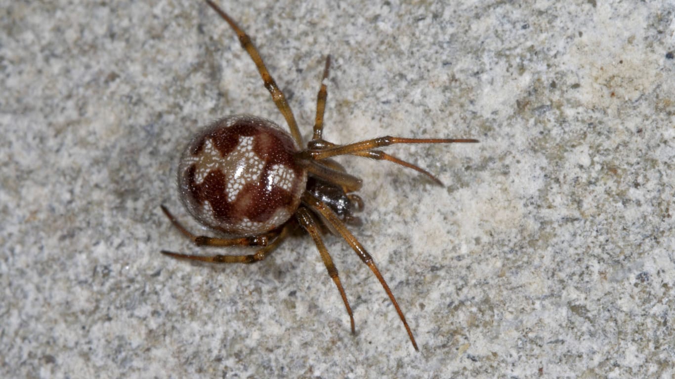 Kugelspinne (Steatoda triangulosa): Die Weibchen sind größer als die Männchen.