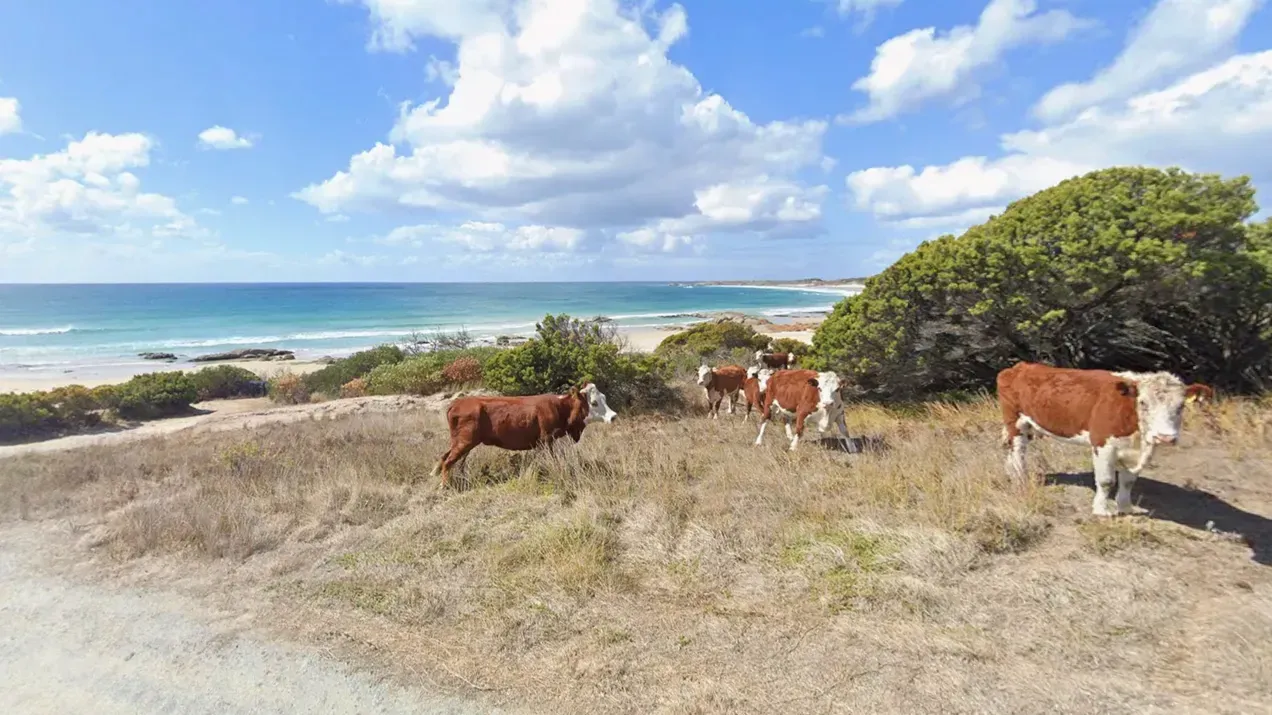 Street-View-Aufnahme aus Disappointment Bay in Tasmanien.