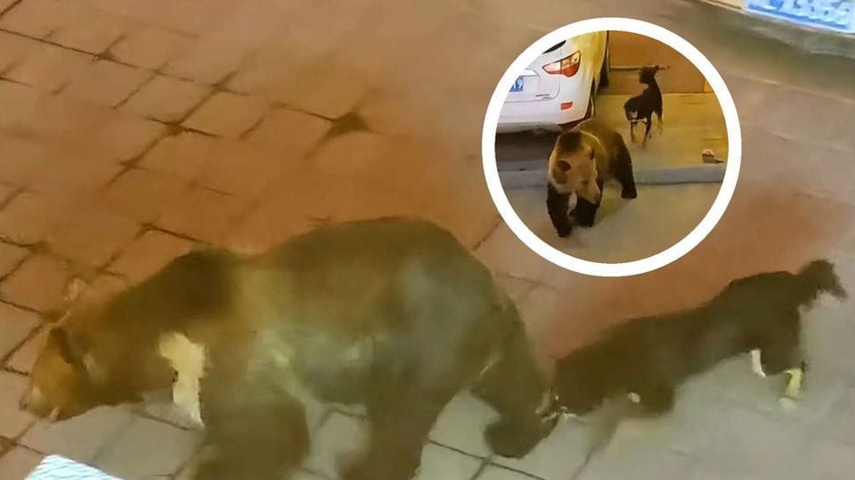 Ein mutiger Hund verfolgt einen Bären, der offenbar in sein Revier eingedrungen war.