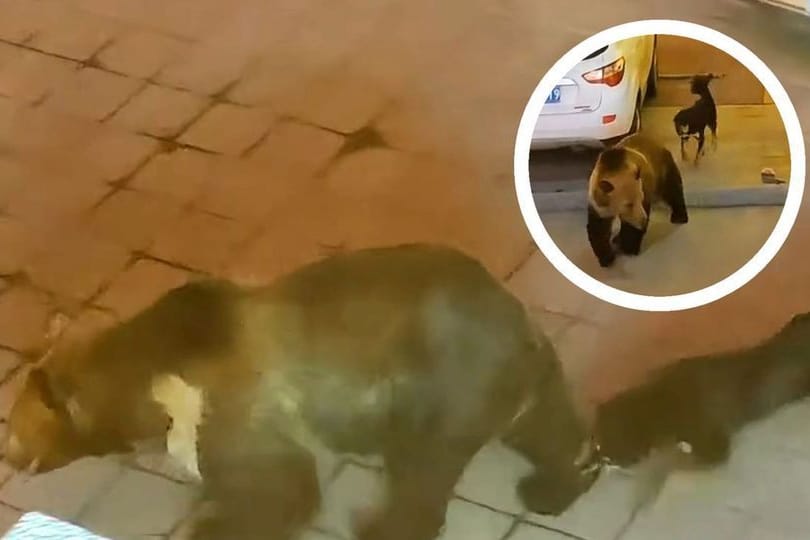 Ein mutiger Hund verfolgt einen Bären, der offenbar in sein Revier eingedrungen war.