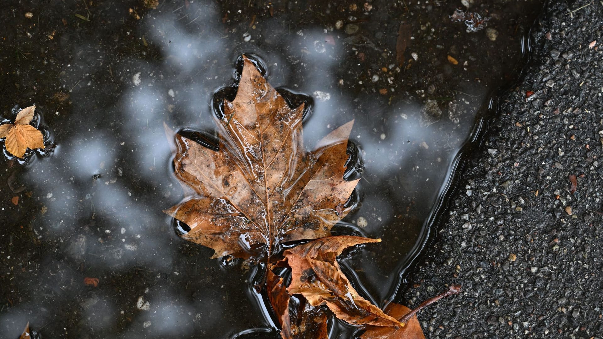 Herbstblätter in Pfütze