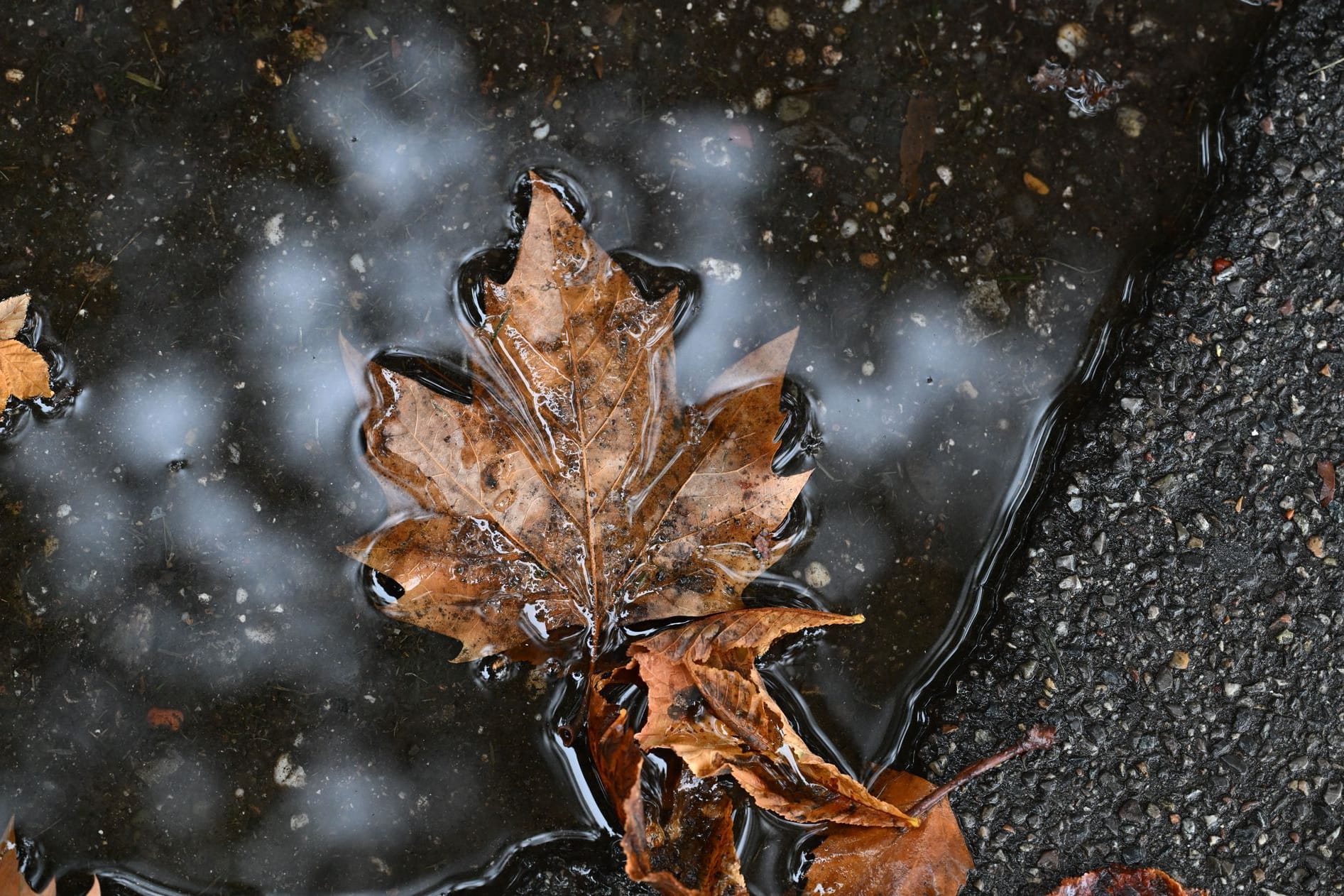 Herbstblätter in Pfütze