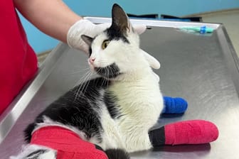 Eine schwerverletzte Katze im Tierheim Berlin: Jetzt wird nach ihrem Besitzer gesucht.