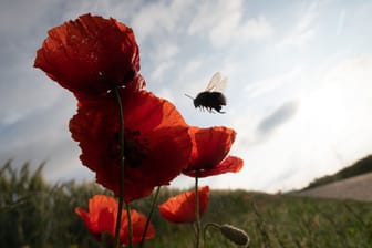 Artenvielfalt in Gefahr: Viel Tiere und Pflanzen bedroht