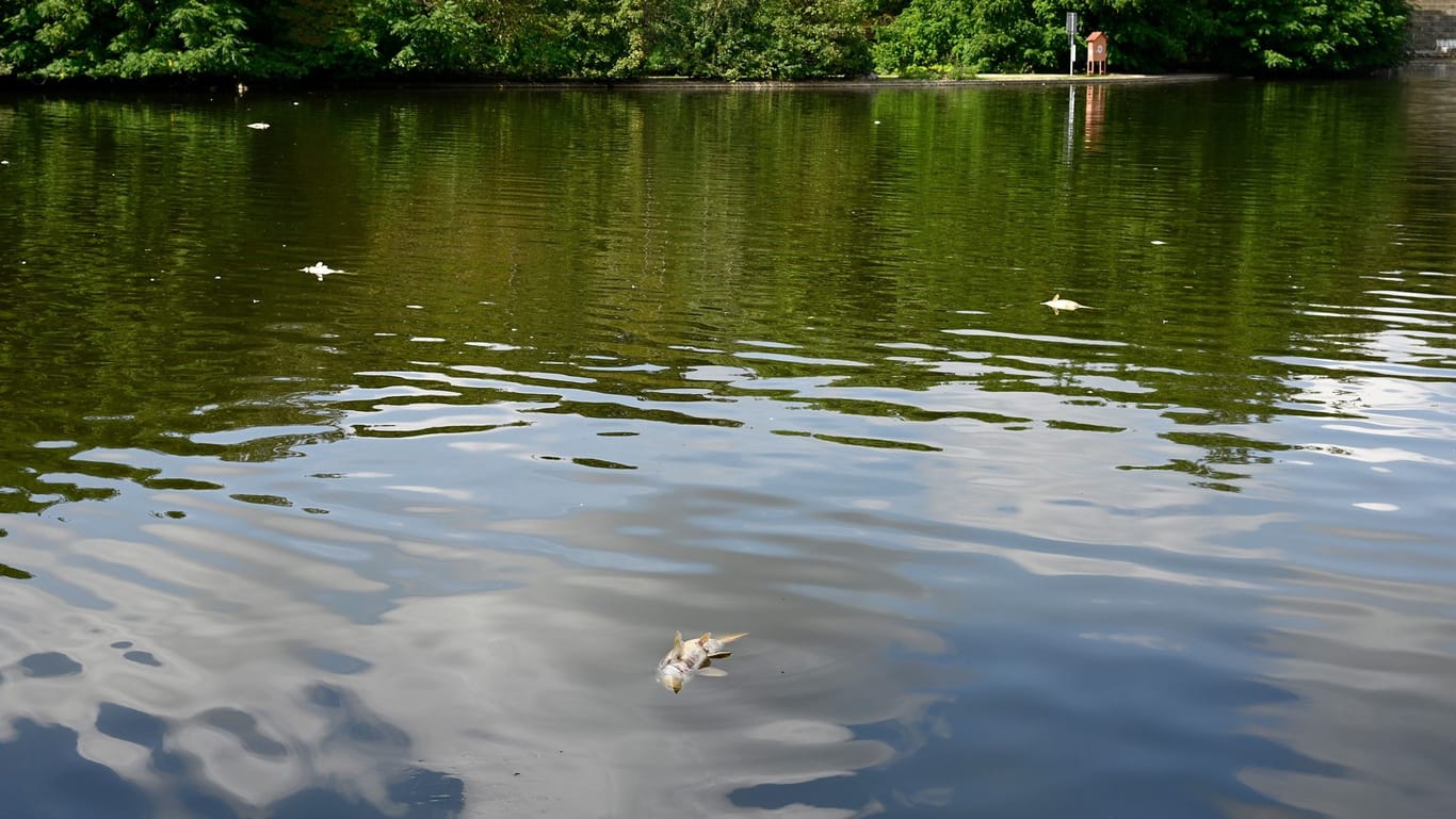 Tote Fische treiben im Westparksee: Durch die zuletzt hohen Temperaturen war das Wasser des Sees wärmer geworden.