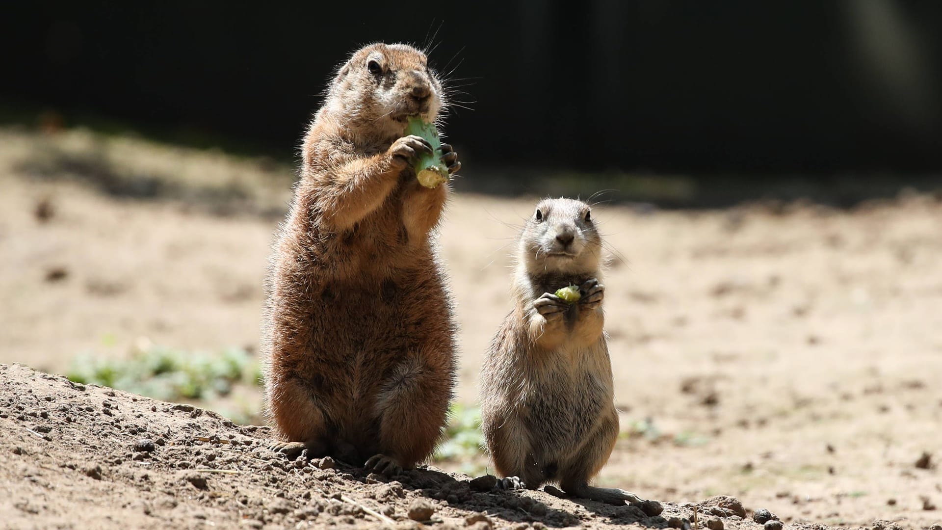 Präriehunde im Zoo Magdeburg: Diese Tiere genießen den Vorteil eines kurzen Namens.