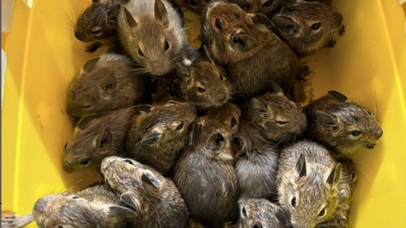 Die Tiere wurden zunächst im Tierheim Uelzen aufgepäppelt.