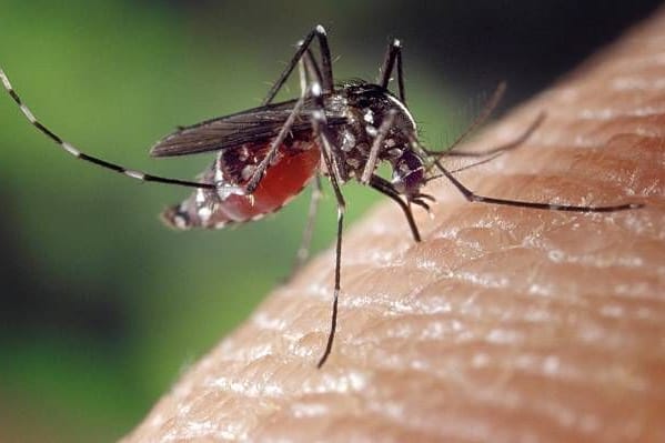 Von Mücken übertragen: Das Dengue-Fieber kann für Menschen gefährlich werden.