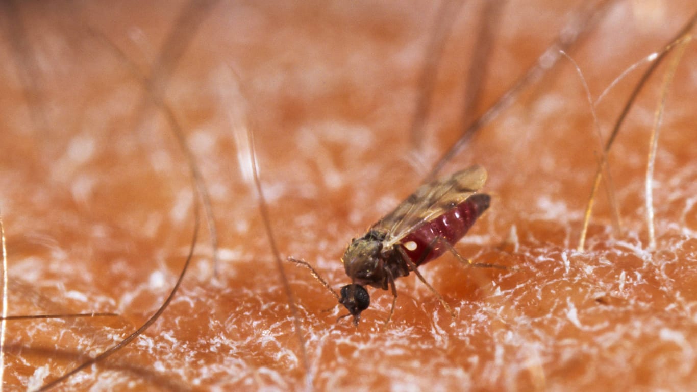 Gnitzen: Die kleinen Mücken sind für Menschen nur nervig. Schafen bringen sie gerade tausendfach den Tod.