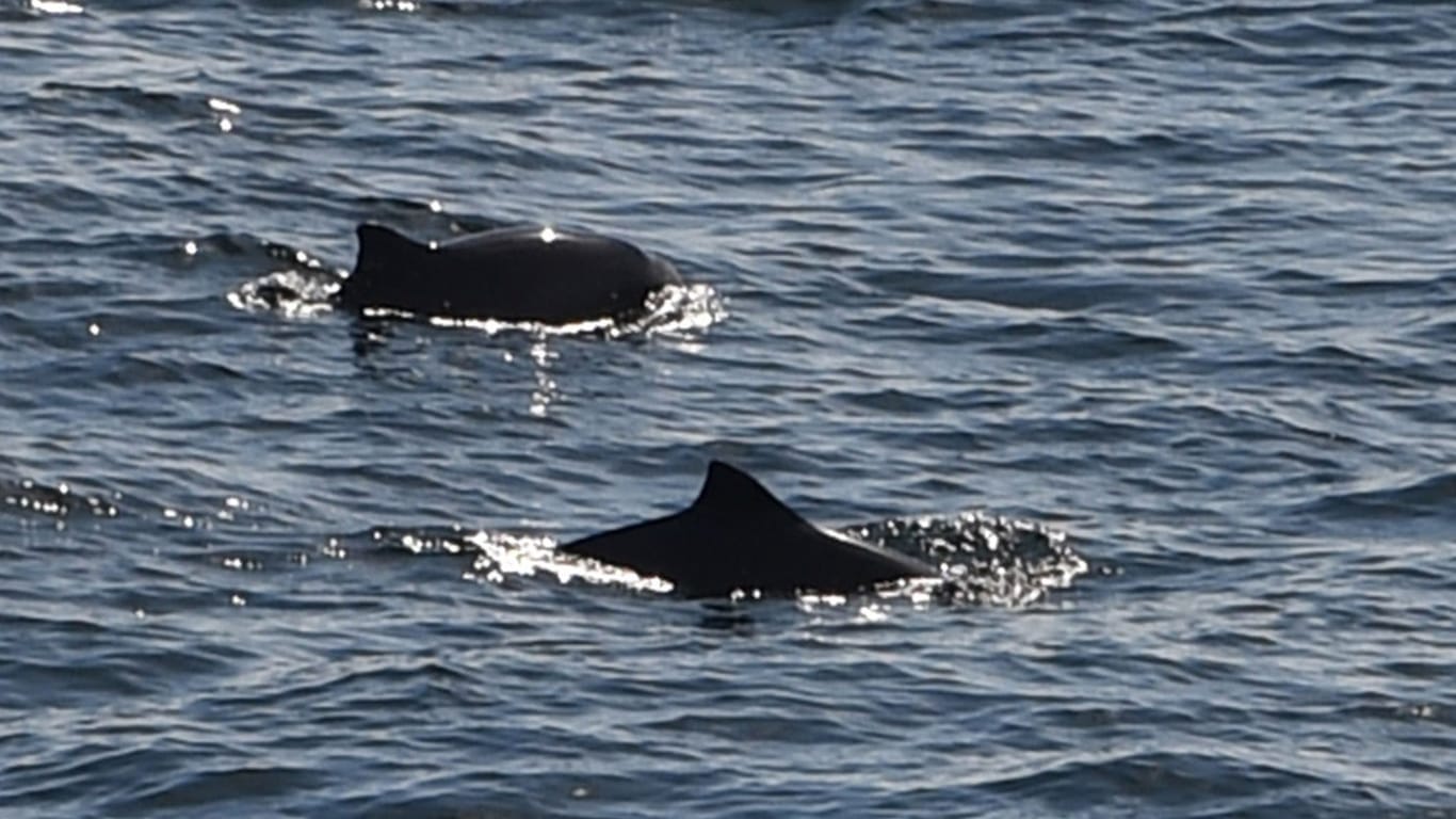 Whalewatching Fehmarnbelt