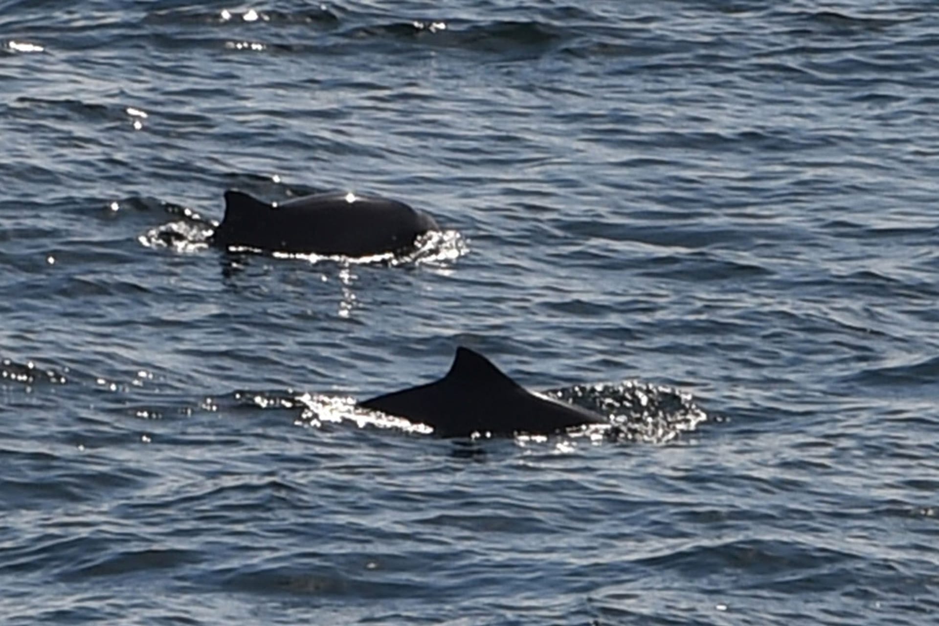 Whalewatching Fehmarnbelt