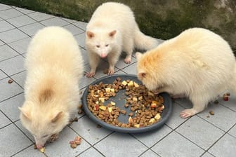 Die Albino-Waschbären leben derzeit in der Münchner Reptilienauffangstation.