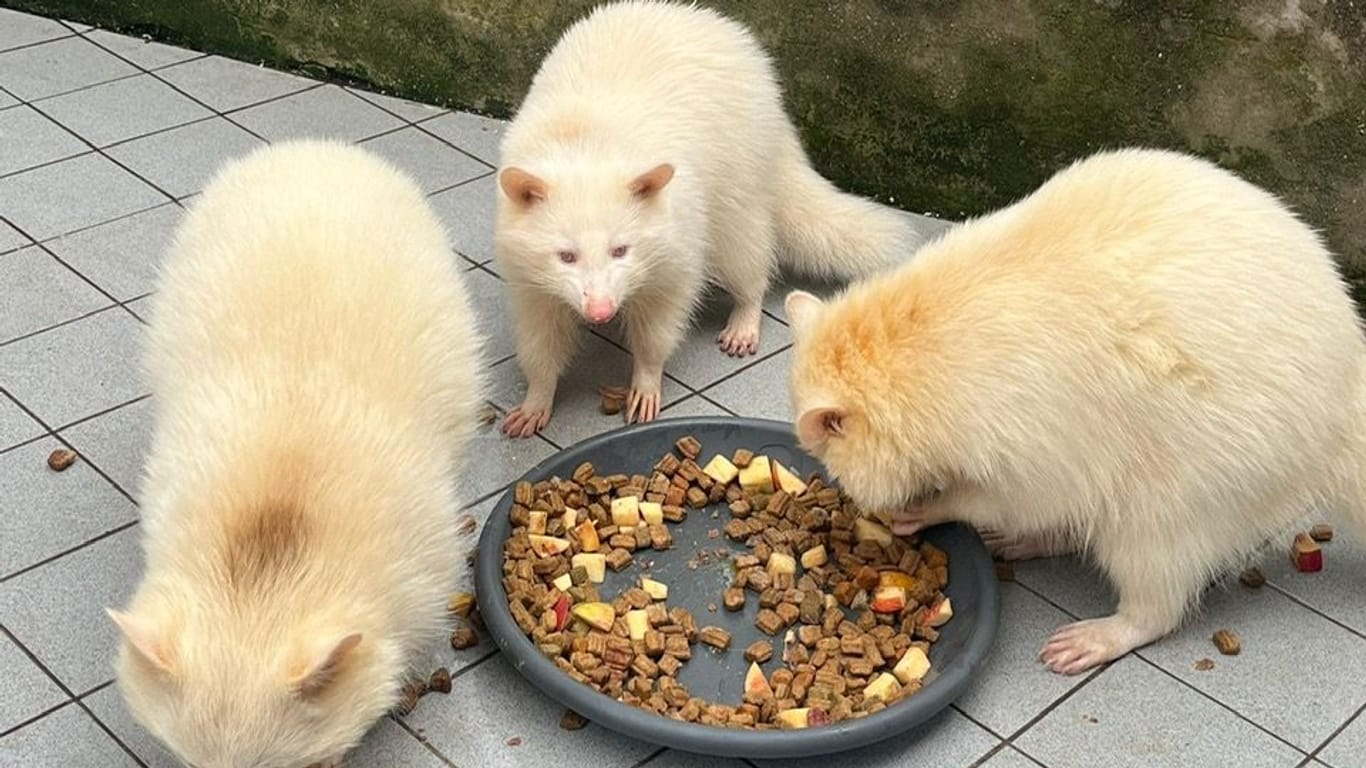 Die Albino-Waschbären leben derzeit in der Münchner Reptilienauffangstation.