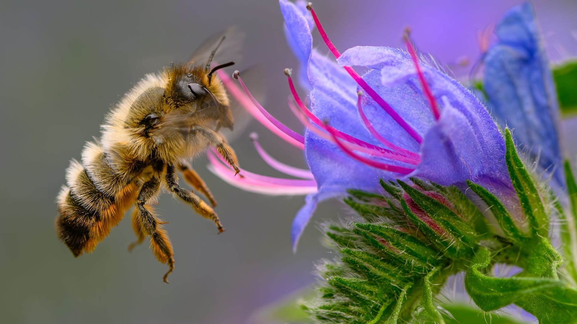 Bienen