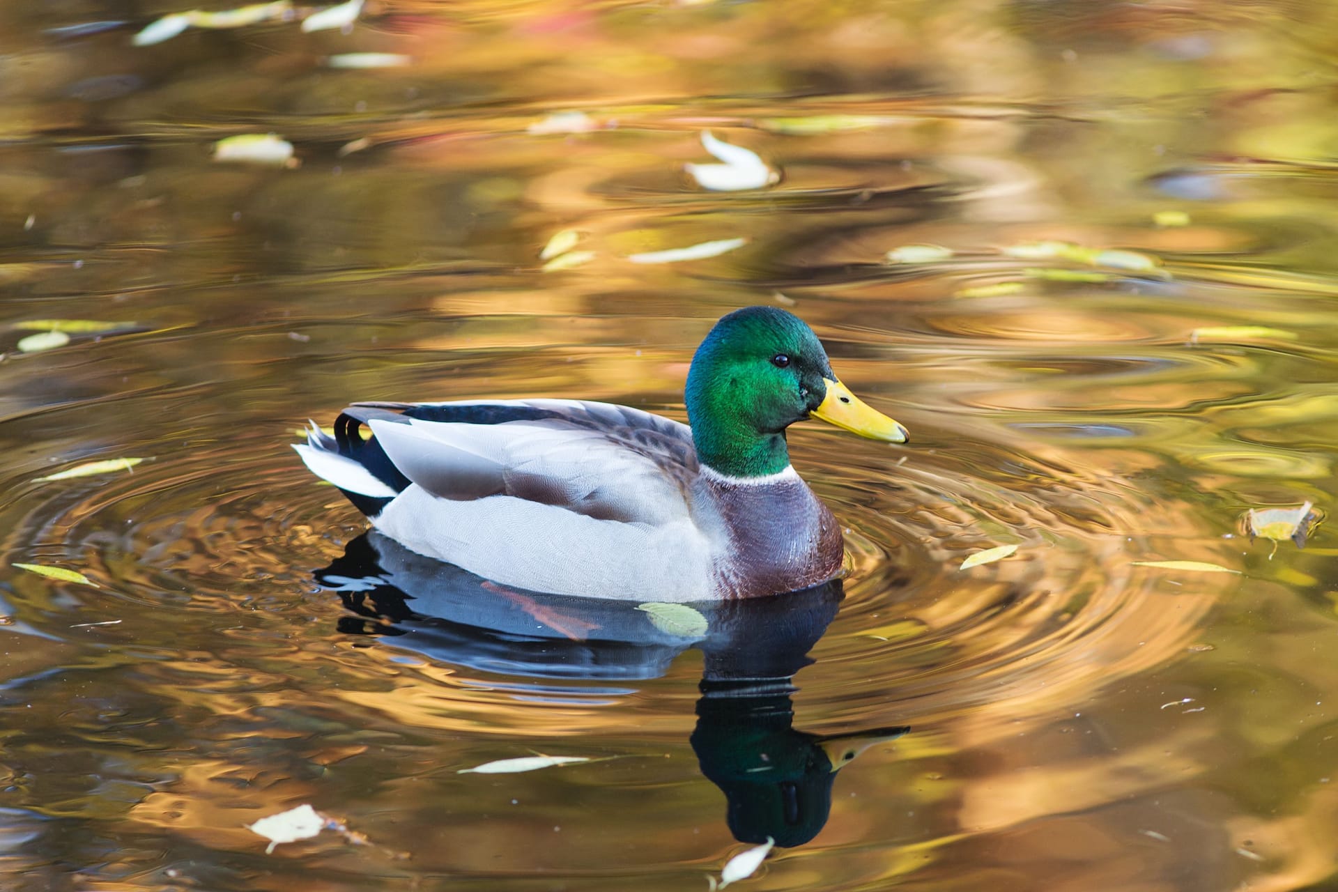 Ente: Nach dem Vogel wurde ein psychologisches Phänomen benannt.