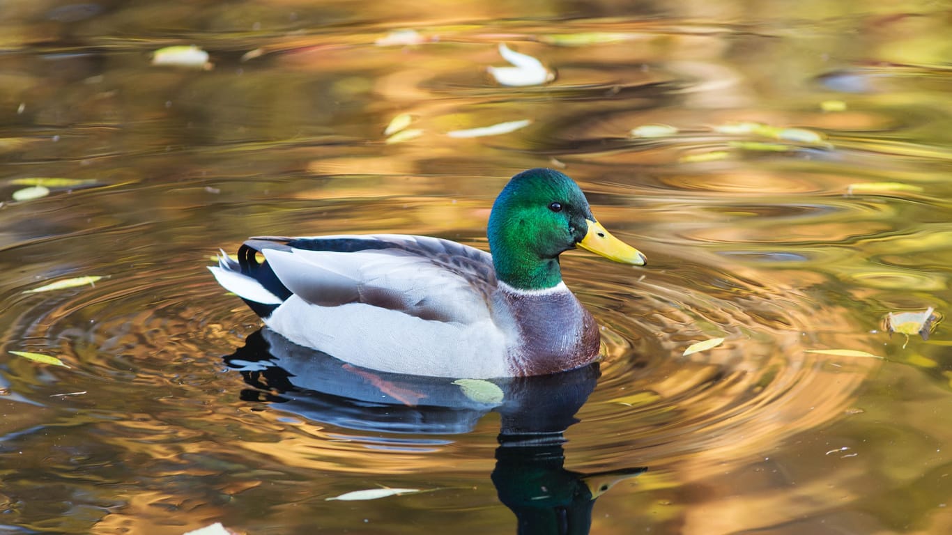 Ente: Nach dem Vogel wurde ein psychologisches Phänomen benannt.