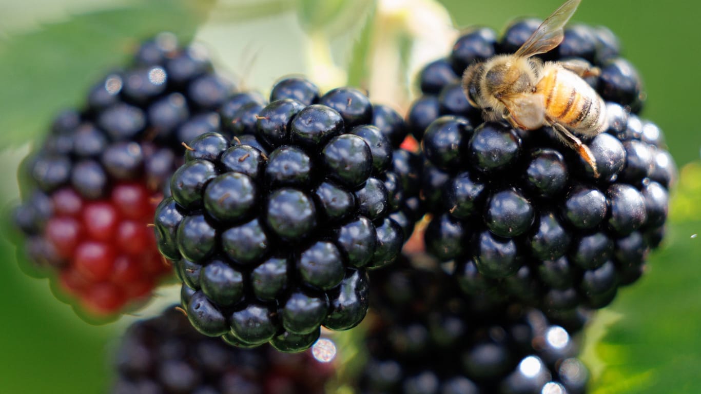 Eine Brombeere: Sie ist nicht die einzige Frucht, nach der eine Koalition benannt wurde.