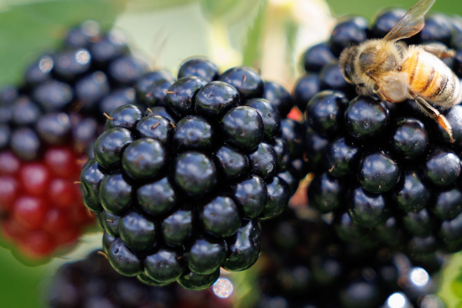 Eine Brombeere: Sie ist nicht die einzige Frucht, nach der eine Koalition benannt wurde.