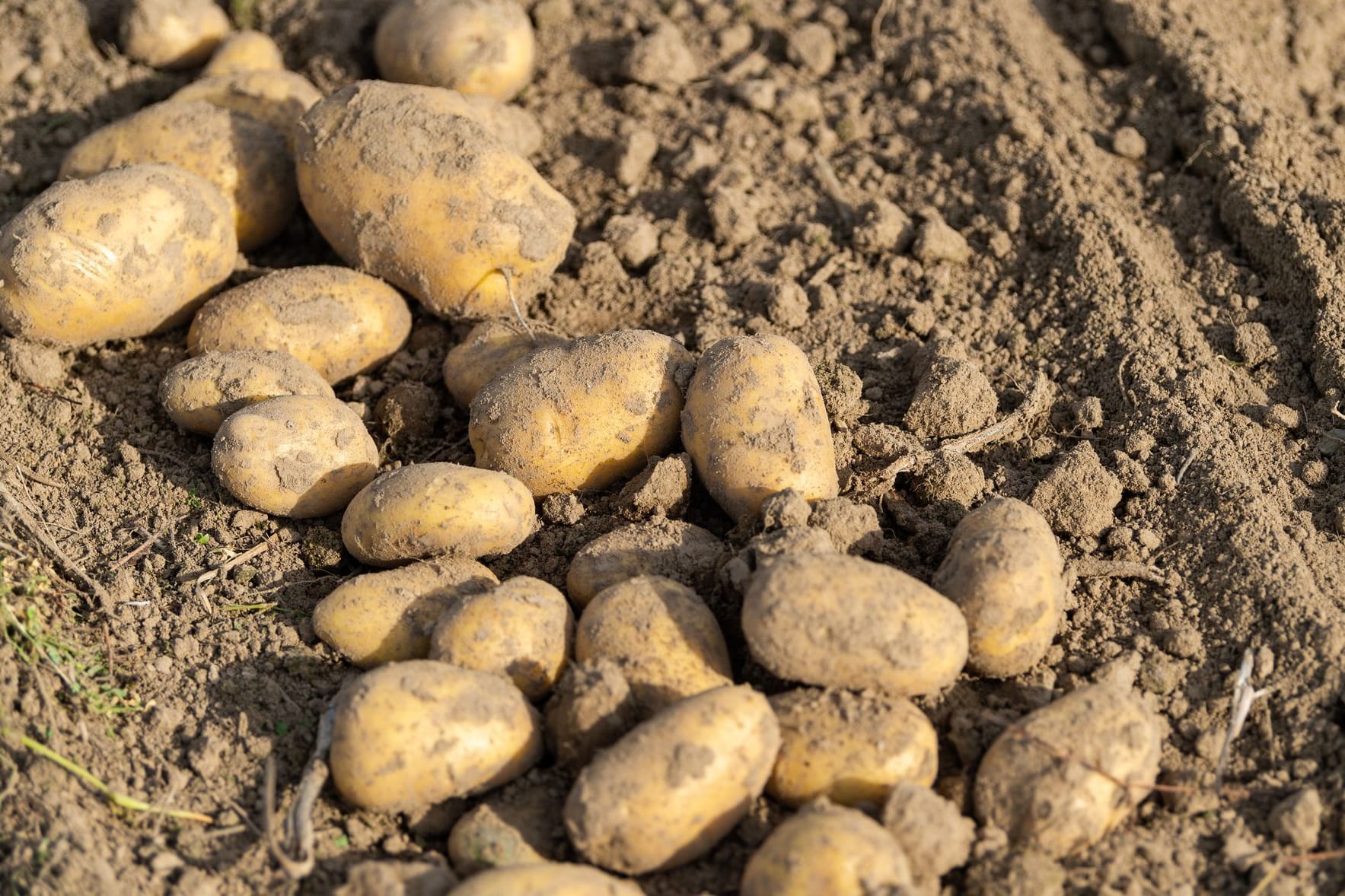 Kartoffeln liegen auf einem Feld