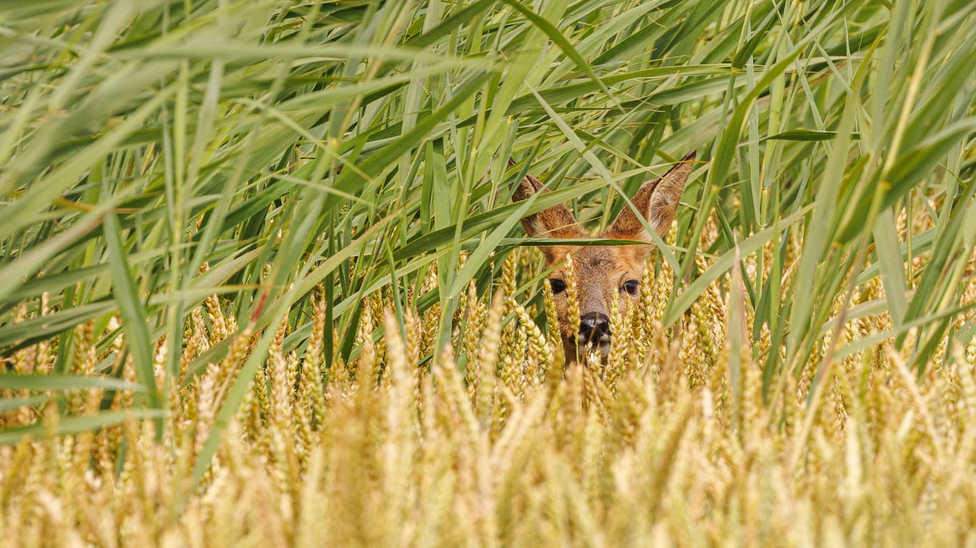 Kaum zu erkennen: Wildttiere werden bei der Ernte häufig übersehen.