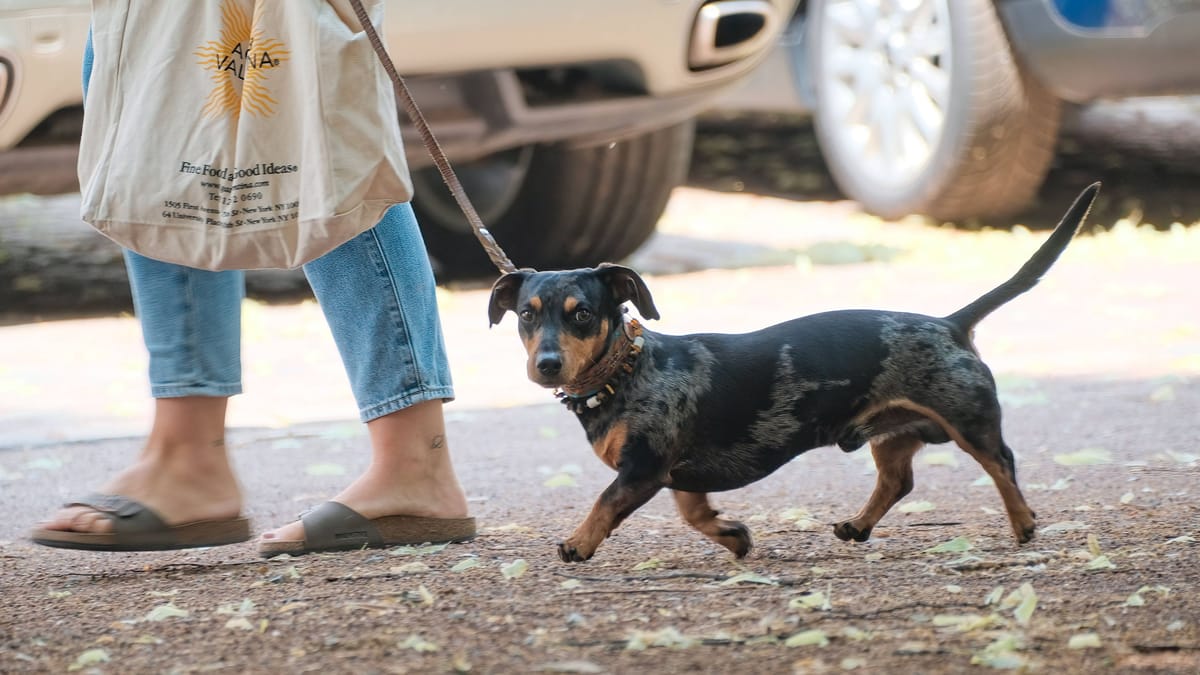 Wie die Stadt von der Hundesteuer profitiert