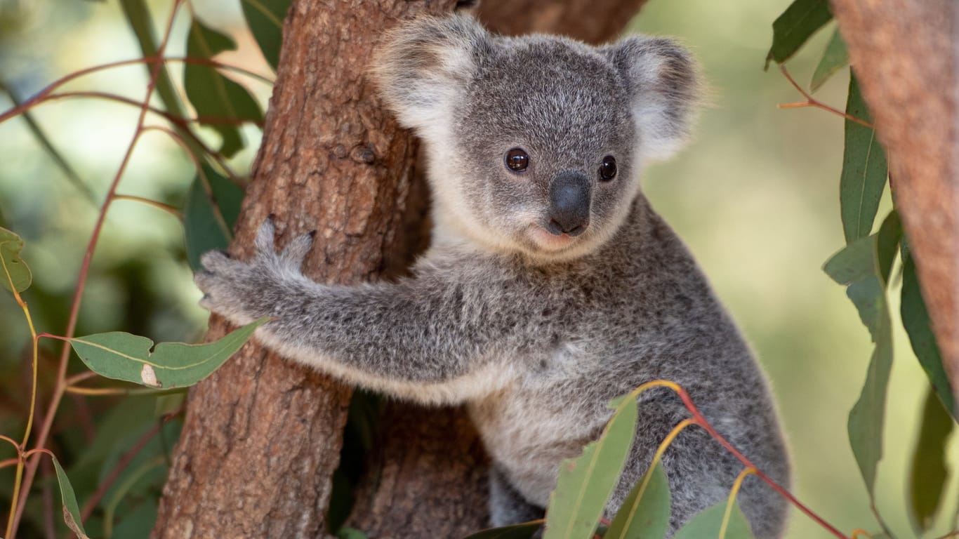 Ein Koala (Symbolbild): Der Koala Sydney ist im Dresdner Zoo gestorben.