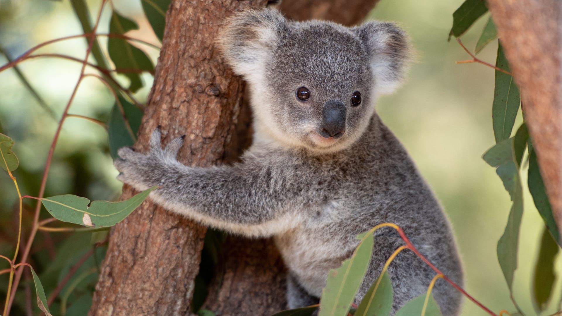 Ein Koala (Symbolbild): Der Koala Sydney ist im Dresdner Zoo gestorben.