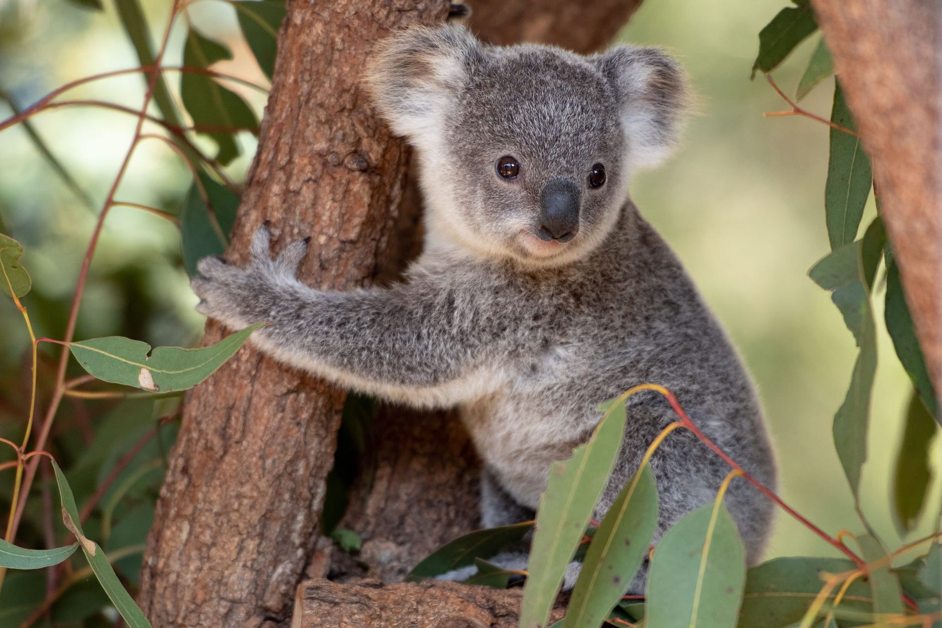 Ein Koala (Symbolbild): Der Koala Sydney ist im Dresdner Zoo gestorben.