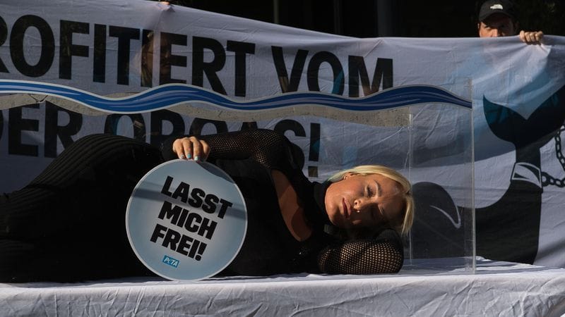 Sängerin Sarah Connor protestiert mit der Tierrechtsorganisation Peta vor der Niederlassung eines Reiseveranstalters. Dafür legte sie sich in ein kleines Aquarium ohne Wasser, um symbolisch zu zeigen, wie wenig Platz Wale in Meeresparks haben.