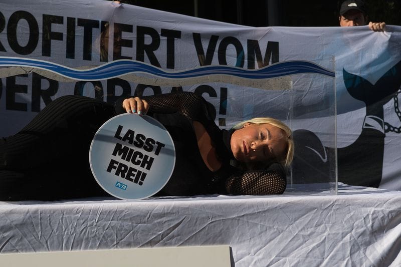 Sängerin Sarah Connor protestiert mit der Tierrechtsorganisation Peta vor der Niederlassung eines Reiseveranstalters. Dafür legte sie sich in ein kleines Aquarium ohne Wasser, um symbolisch zu zeigen, wie wenig Platz Wale in Meeresparks haben.