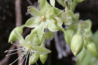 Unscheinbar: Schiedea waiahuluensis wächst an den felsigen Hängen einer Insel Hawaiis.