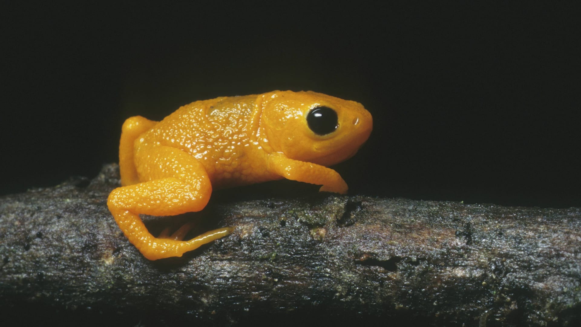 Mini-Frosch: Der brasilianische Goldfrosch ist eine weitere Art der Brachycephalus-Familie.