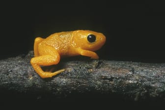 Mini-Frosch: Der brasilianische Goldfrosch ist eine weitere Art der Brachycephalus-Familie.