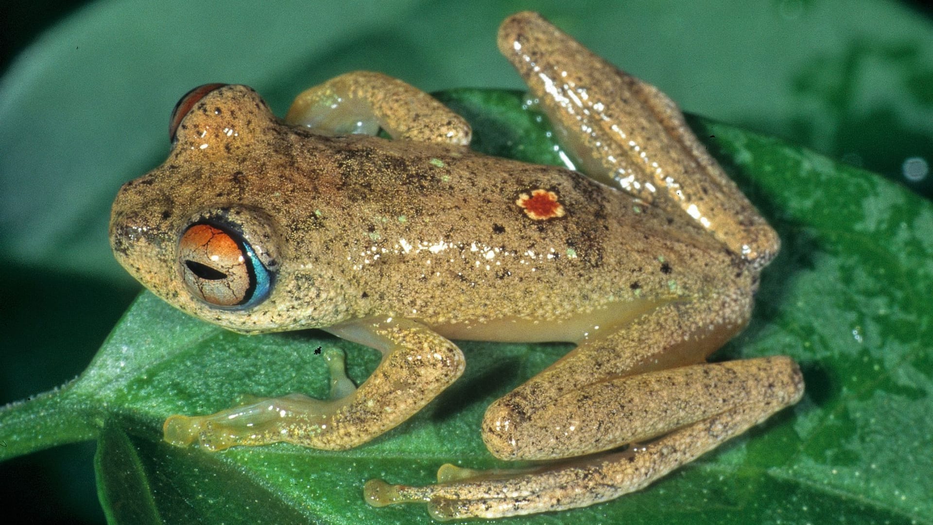 Frosch der Art Boophis picardi: In entlegenen Regenwäldern Madagaskars haben Forscher unter Leitung der TU Braunschweig sieben neue Baumfroscharten entdeckt.