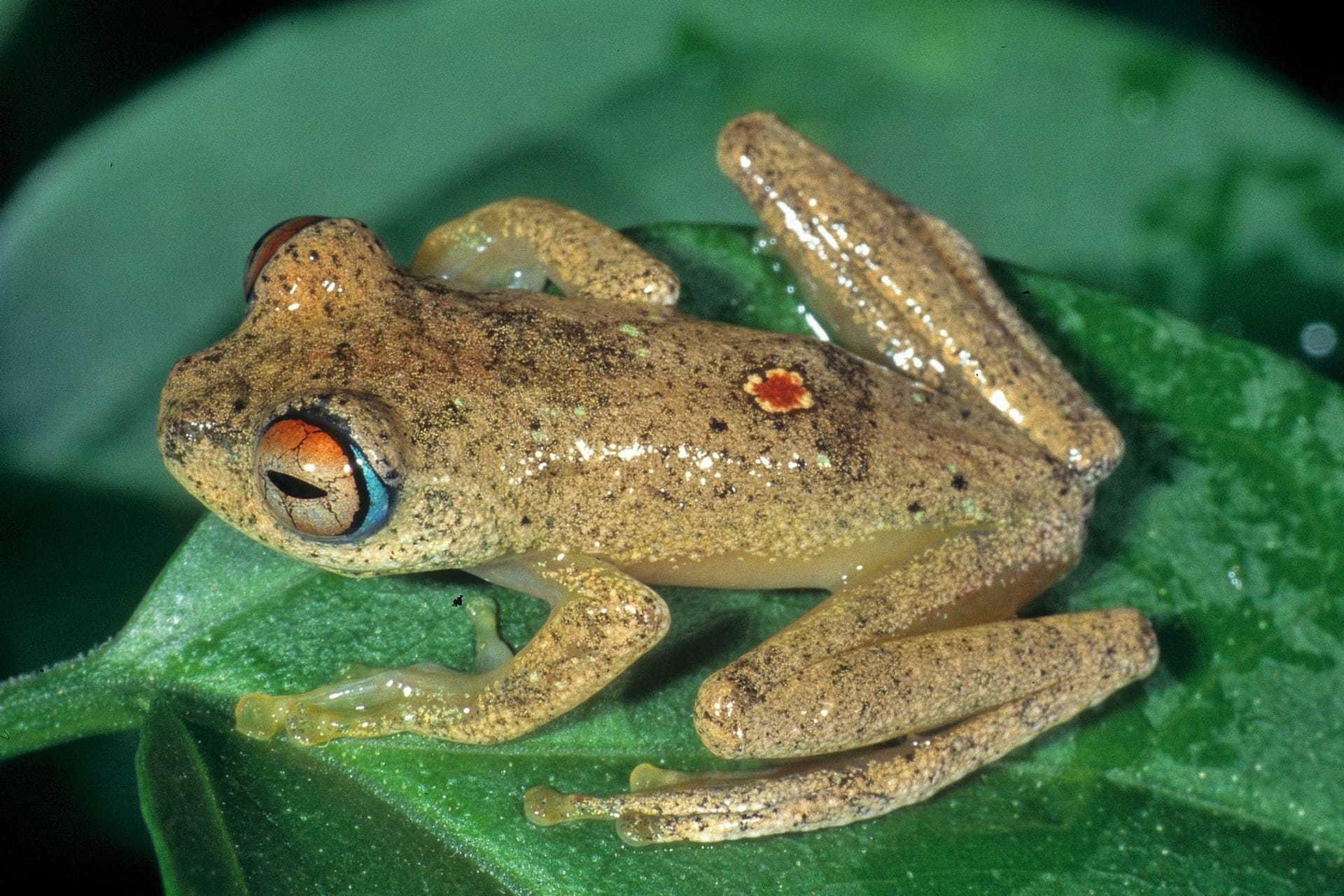 Frosch der Art Boophis picardi: In entlegenen Regenwäldern Madagaskars haben Forscher unter Leitung der TU Braunschweig sieben neue Baumfroscharten entdeckt.