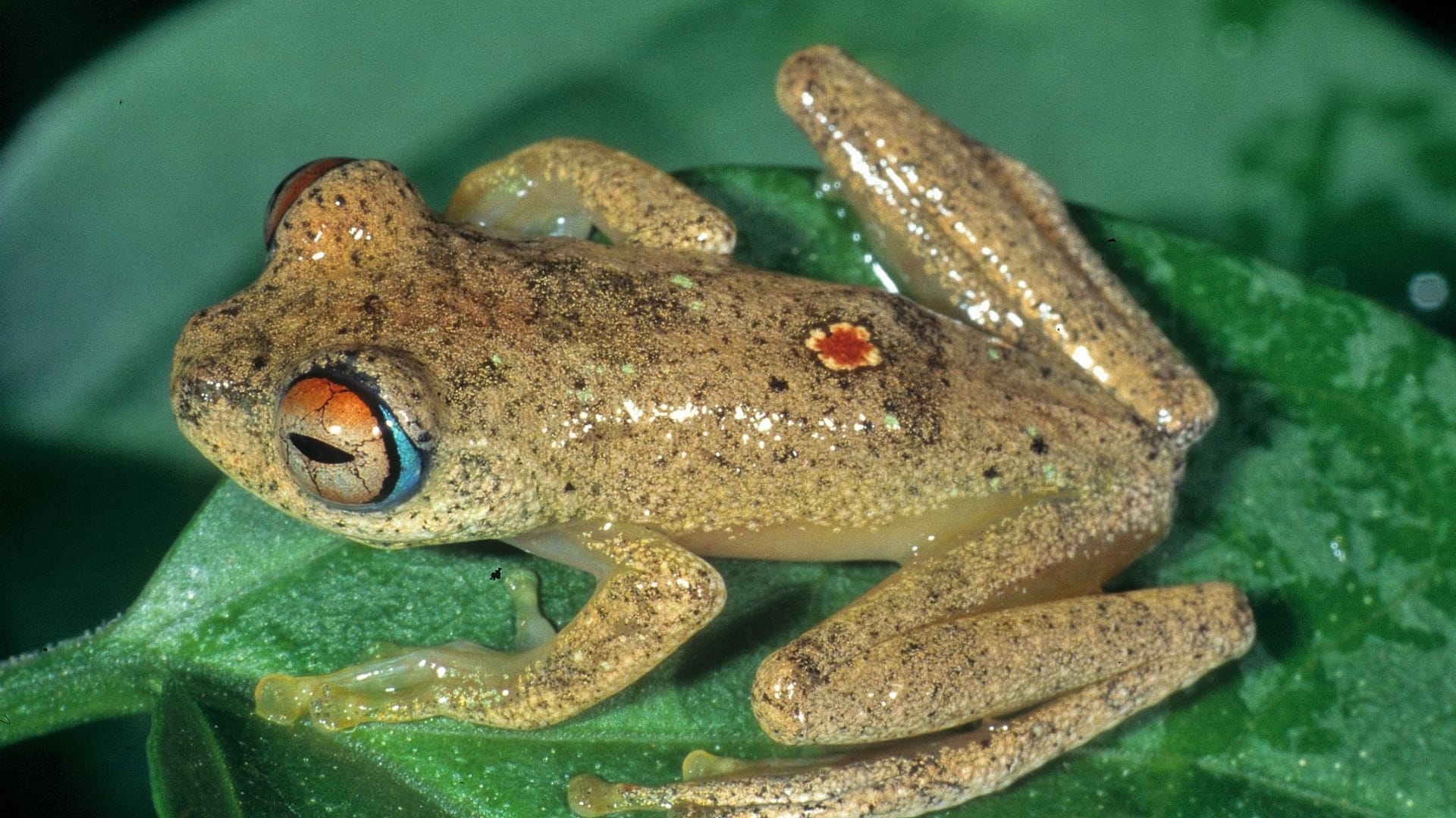 Sieben neue Froscharten in Madagaskar entdeckt