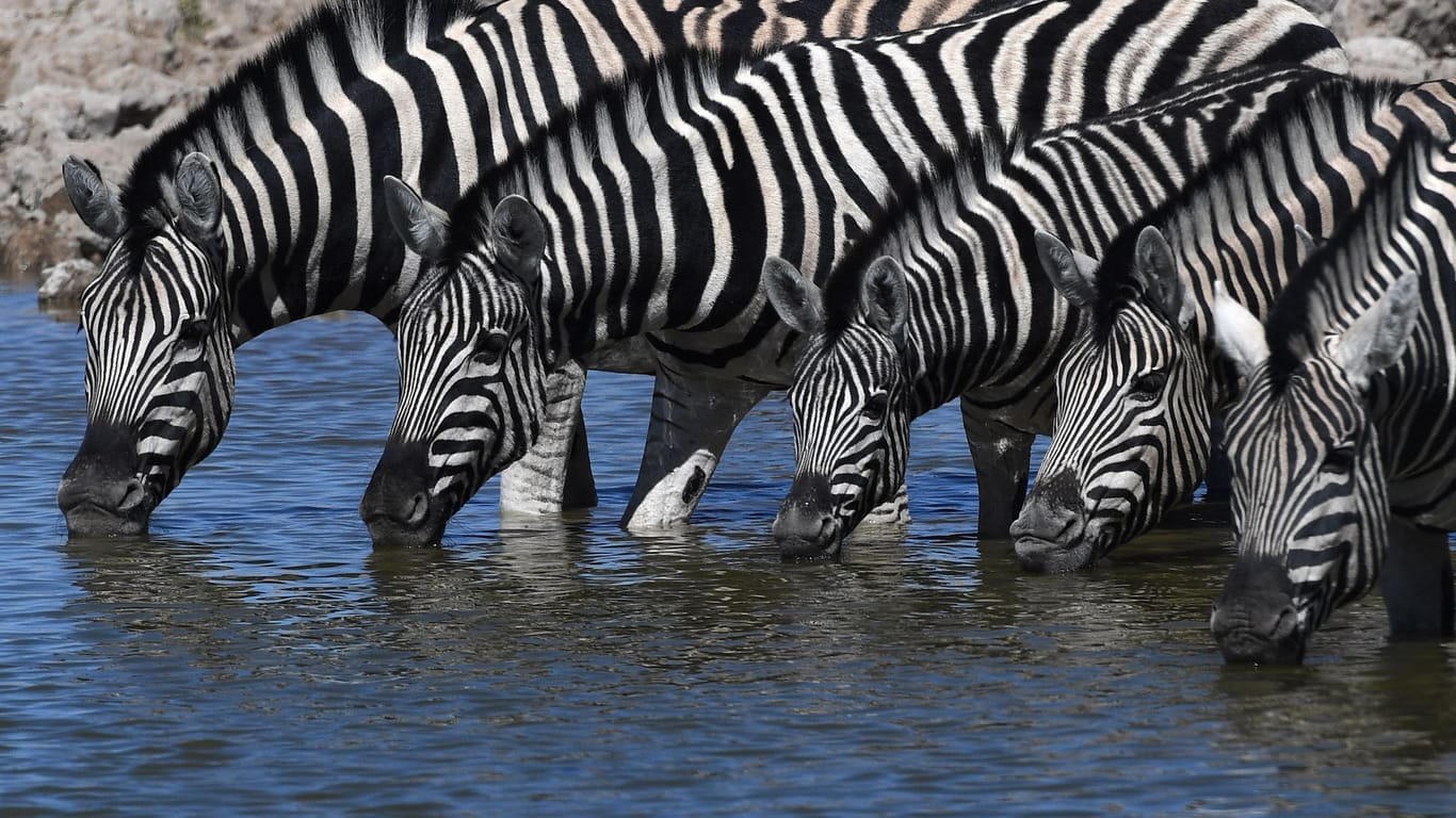 Etosha-Nationalpark in Namibia