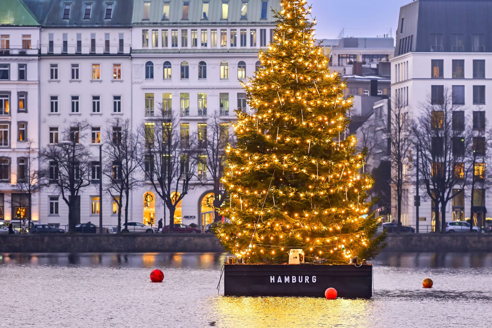 Die Alstertanne leuchtet in Hamburg (Archivbild): Weihnachtsbäume ohne Makel kosten 2024 mehr Geld.