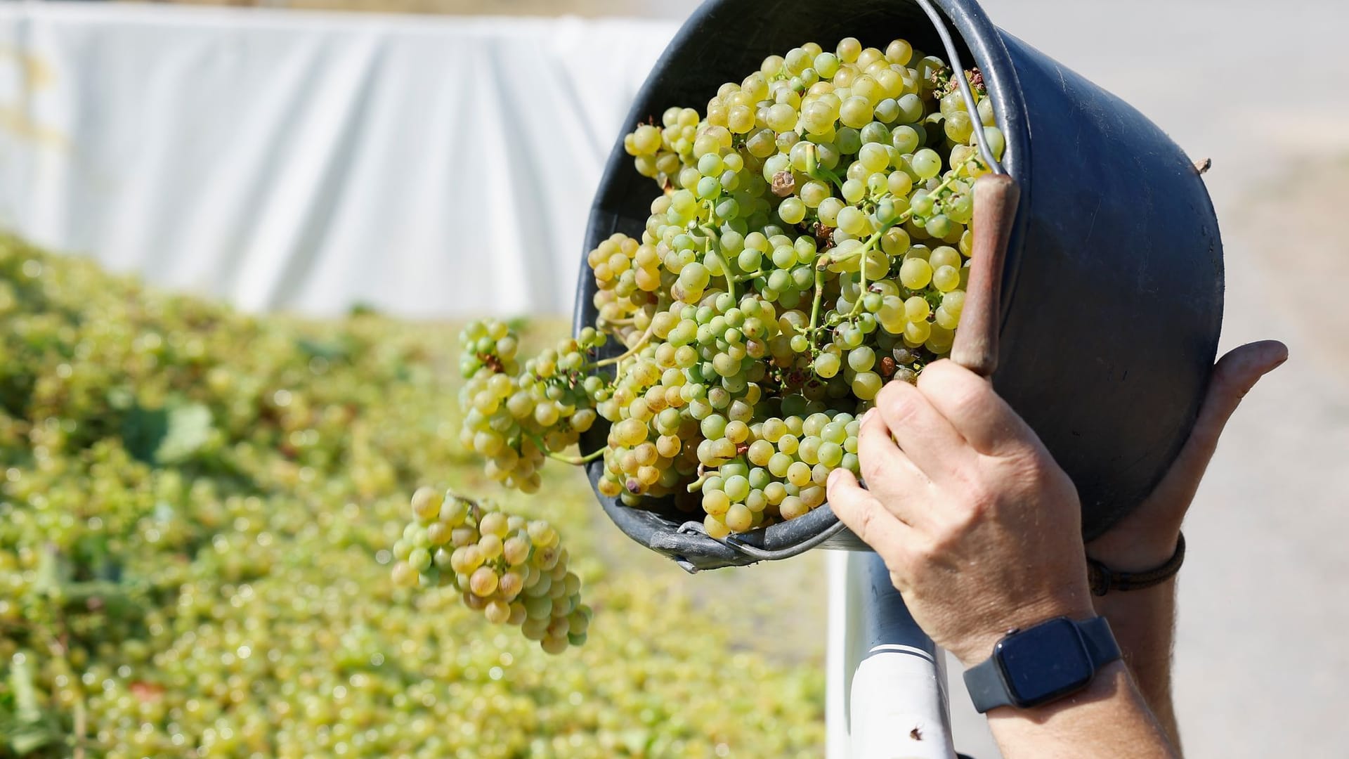 Lese der frühen Weinsorten für Federweißer beginnt