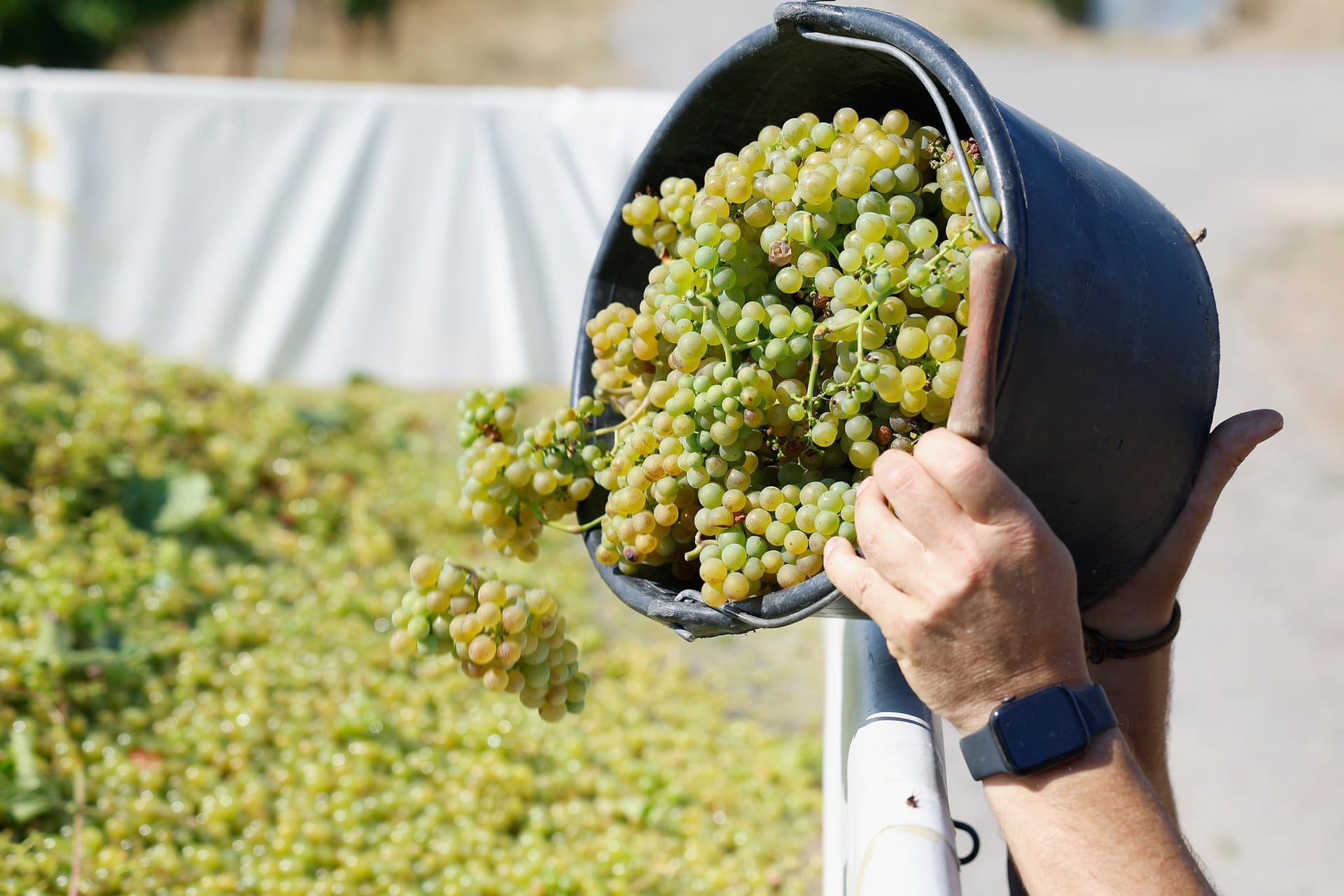 Lese der frühen Weinsorten für Federweißer beginnt