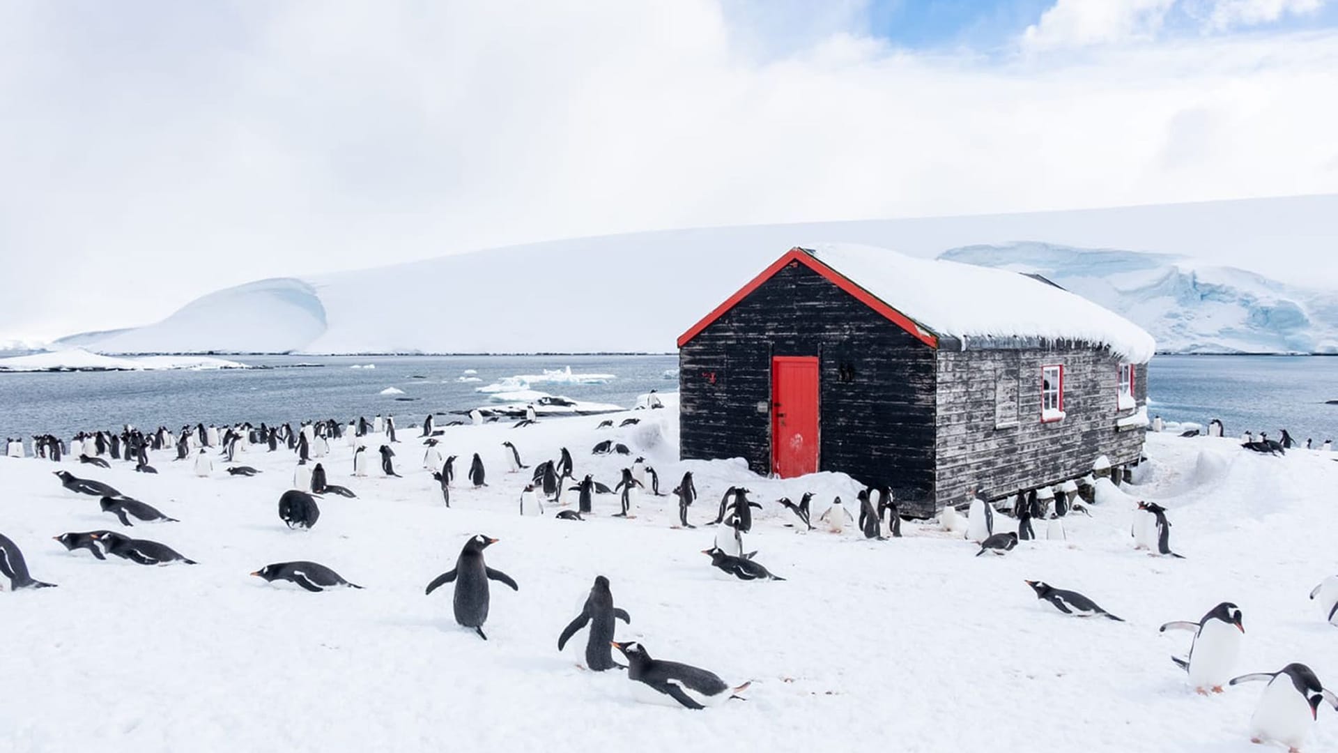 Pinguine zählen in der Antarktis