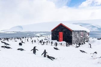 Pinguine zählen in der Antarktis