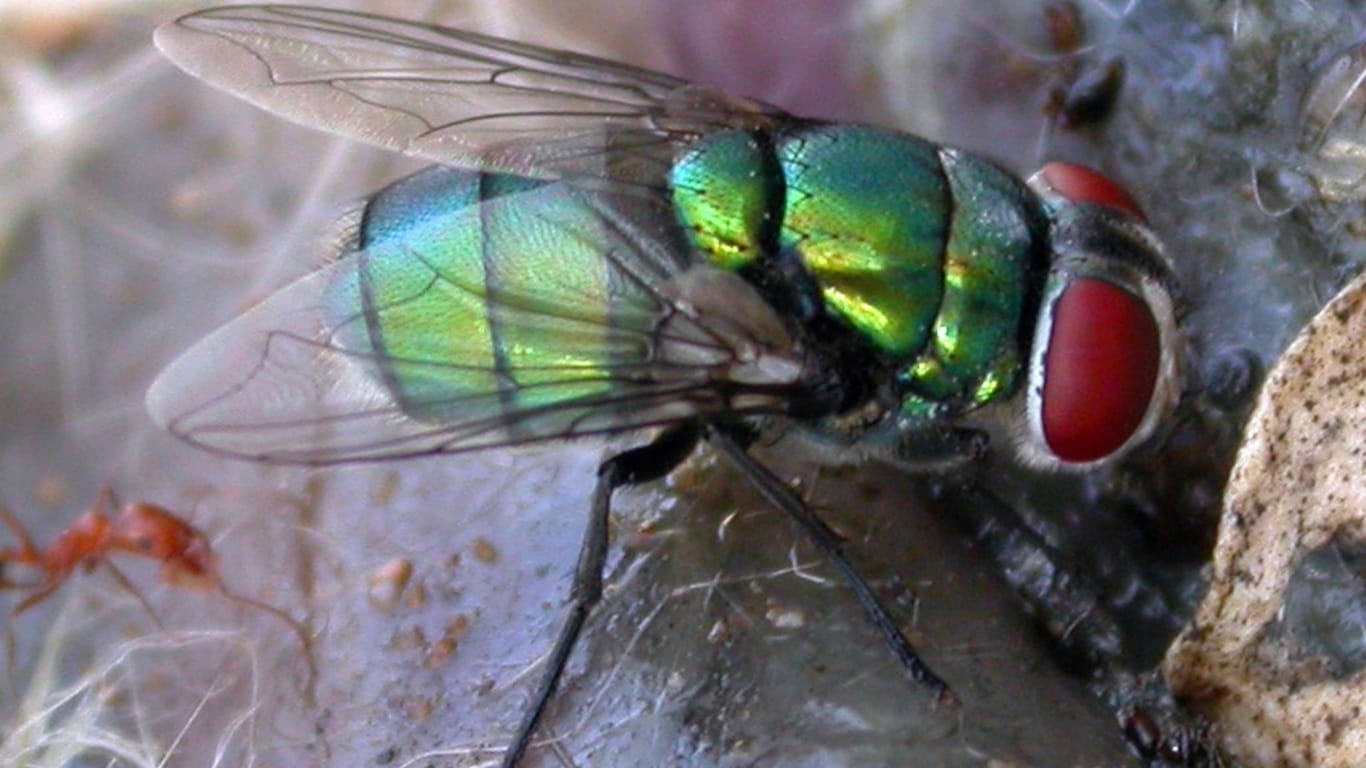 Schmeißfliege Chrysomya albiceps