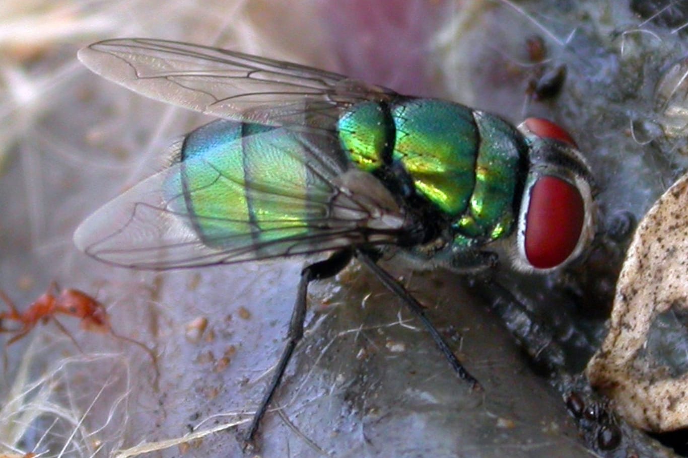 Schmeißfliege Chrysomya albiceps