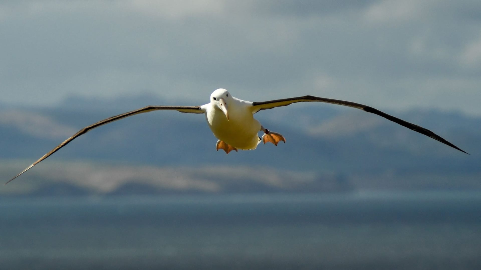 Albatros