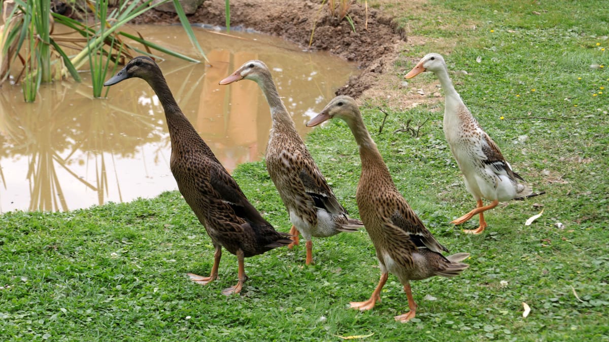 Laufenten Halten Im Garten Auch Ohne Teich M Glich Was Zu Beachten Ist